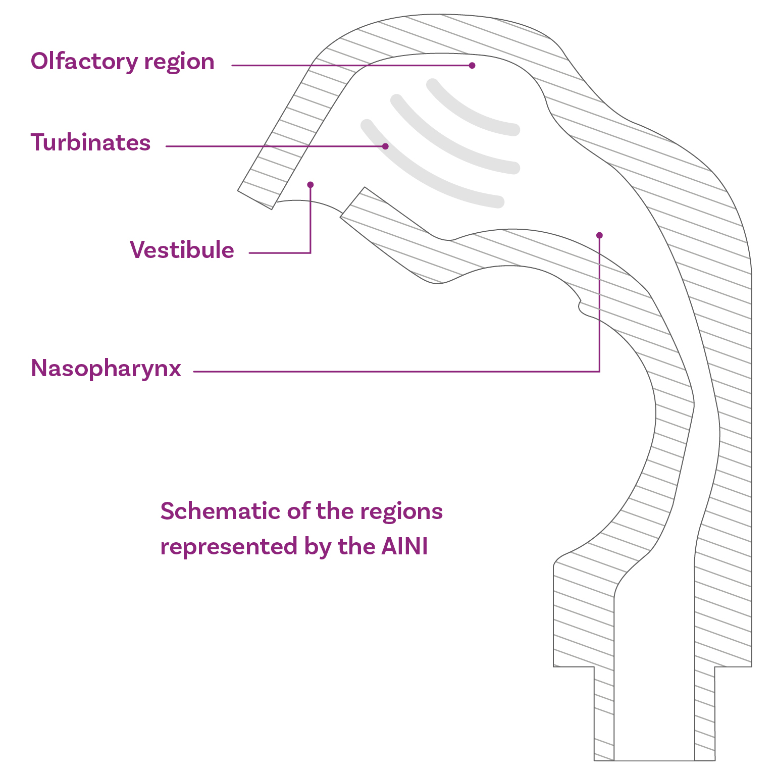 Nasal Cast - Alberta Idealised Nasal Inlet (AINI) | Copley Scientific