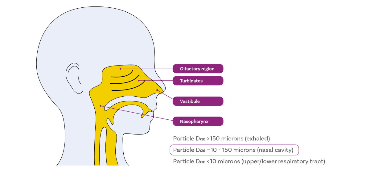An illustration demonstrating the intricate structure of the nasal cavity for intranasal drug delivery, emphasising the distribution of particles of varying sizes across different sections of the nose. This visualisation illustrates how particles of different sizes are selectively deposited in specific regions of the nasal cavity, facilitating targeted drug delivery. Cascade impaction is employed to quantify the mass of the drug.