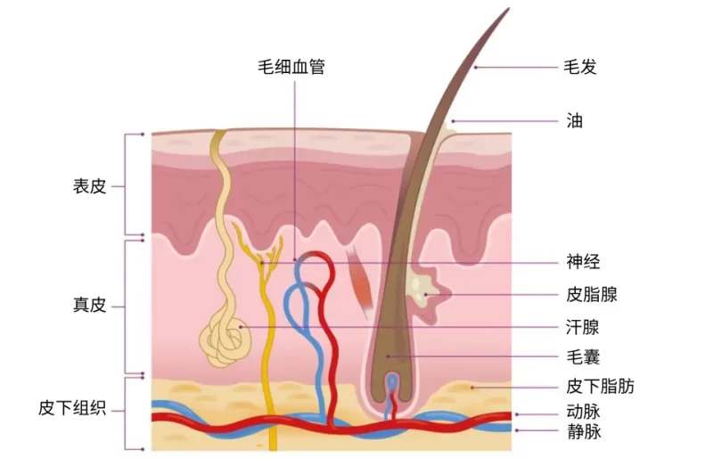 Subcutaneous Layer